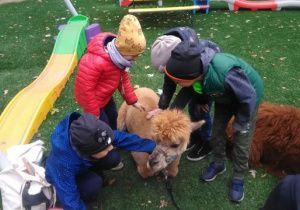 Dzieci głaszczą alpaki